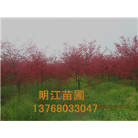 广西红枫种植技术 