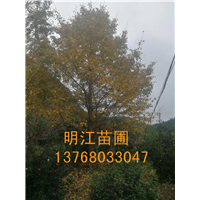 广西银杏树/桂林银杏树栽培技术与方法 