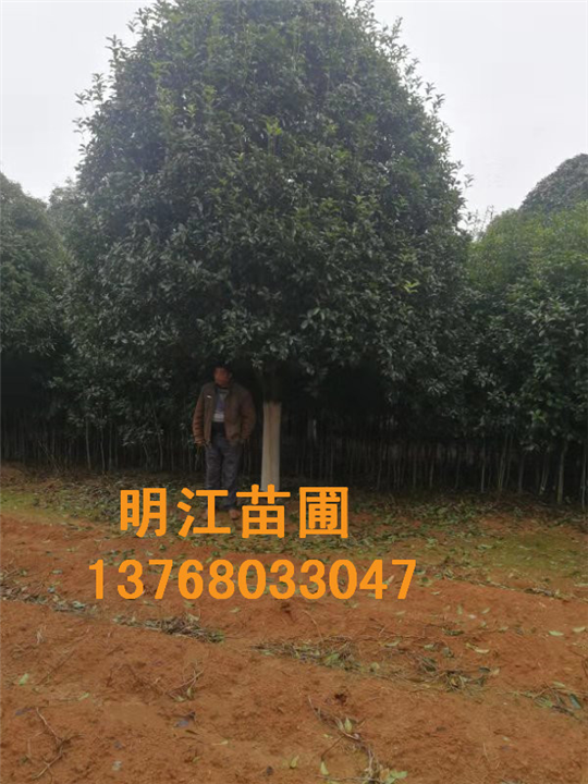 桂林哪里有批发广西桂花树 