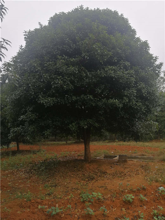 广西桂花树小苗 广西桂花树商品 广西桂花树种植技术 