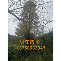 广西银杏树/桂林银杏树防病治虫： 