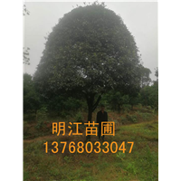 广西桂花树/桂林绿化苗木/桂花之乡 