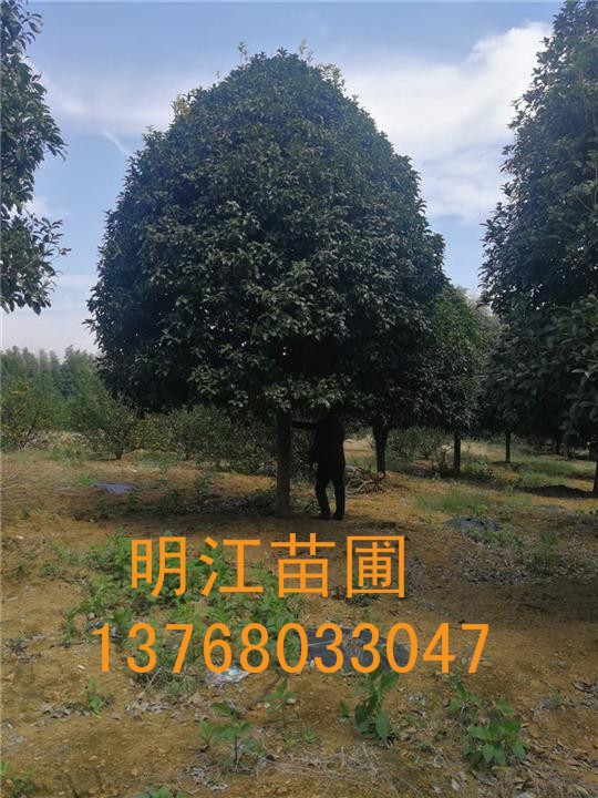 广西桂花树/桂林桂花树各种规格齐全 