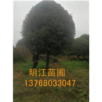 广西桂花/桂花苗木/广西桂花基地桂花 深翻深度 