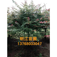 广西红枫树销售电话 