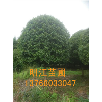 欢迎老板购买广西桂花树/桂林桂花树 