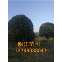 广西桂花/桂花苗木修枝摘叶起苗 
