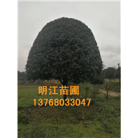 广西哪里种植的桂花树** 
