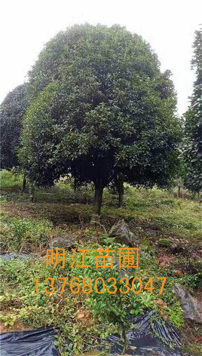 广西桂花/广西桂花树价格 