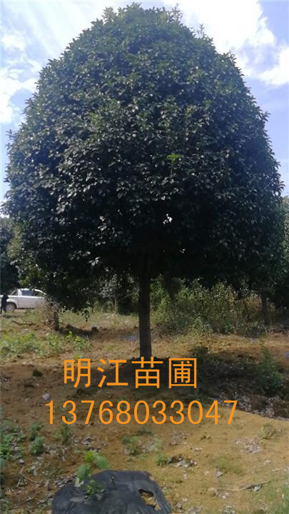 广西桂花树/桂林桂花树钦州种植园谈谈桂花树种植经验 