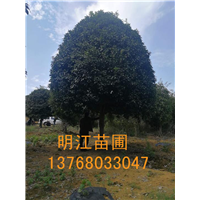 广西桂花树基地/桂林桂花树 