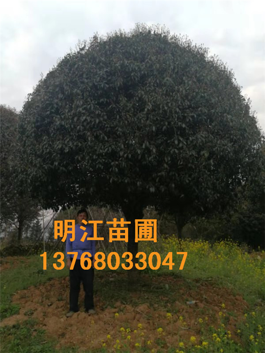 明江苗圃场为您讲解桂花树种植知识 