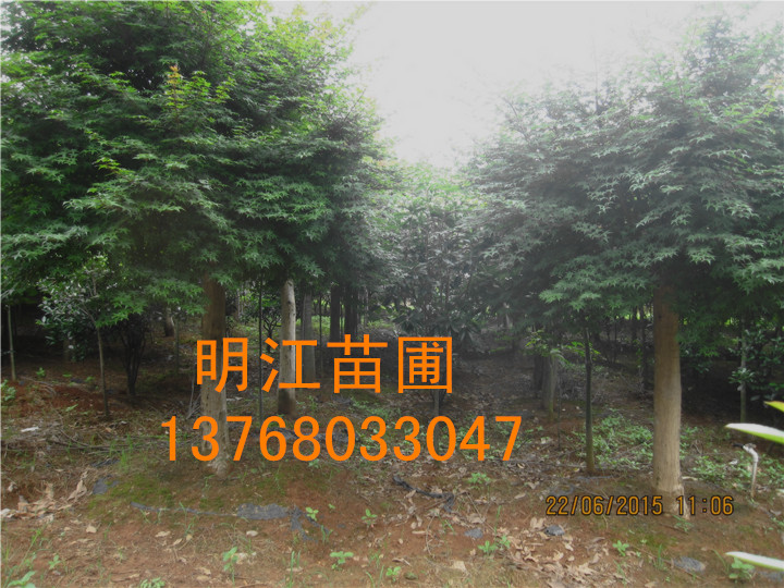 广西秋枫/广西红枫 