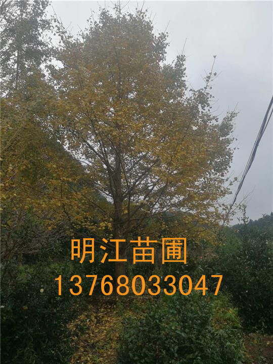 广西银杏树/桂林银杏树栽培技术与方法 