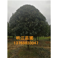 明江苗圃场免费为您指导种植广西桂花树 