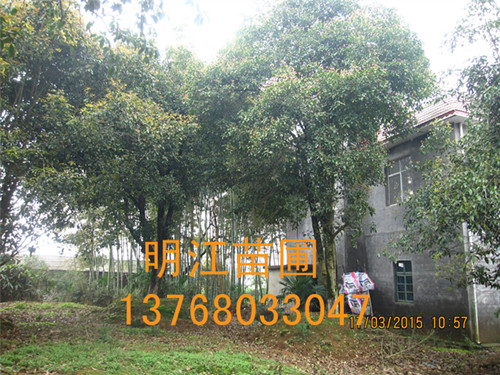 优质广西桂花树/桂林桂花树：古树整体复壮的关键技术 