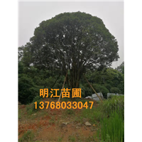 广西桂花树高清图 