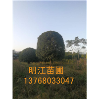 广西桂花树/桂林绿化苗木移栽时期和选择苗木 