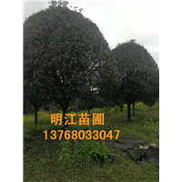 广西桂花树种植基地为您提供桂花树种植技术 