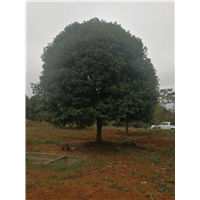 批发广西桂花树 广西桂花树**近价格 