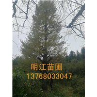 广西银杏树/桂林银杏树叶斑病防治 