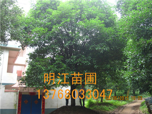 广西桂林桂花树玉林供应商 