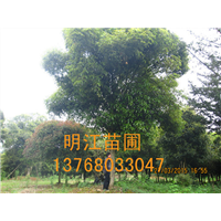 广西桂花树有多少品种 