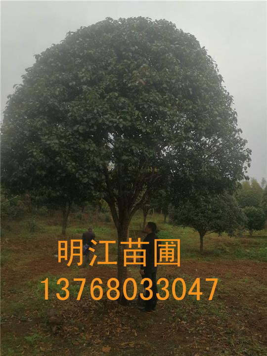 广西桂花树/桂林桂花树 
