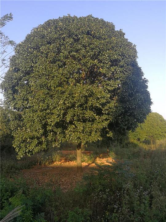 广西桂花树/桂林桂花树河池种植基地