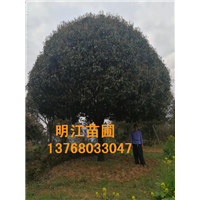 广西桂花树**图片 