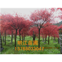 广西红枫怎么卖 