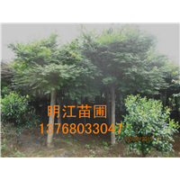 广西秋枫树/广西红枫 
