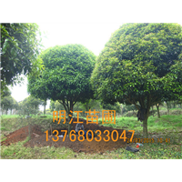 广西桂花树/桂林桂花树种植基地：桂花树苗木出圃技术 