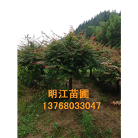 广西红枫树服务热线 