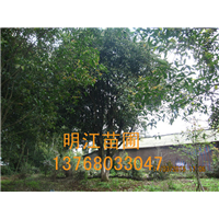 耐寒抗旱广西桂花树/桂林桂花树苗夏季管理技术要点 