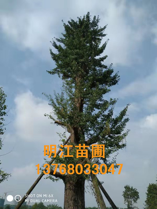 明江苗圃场给您供应优质价廉的广西银杏树 