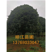 广西纯种桂花/广西良种桂花 