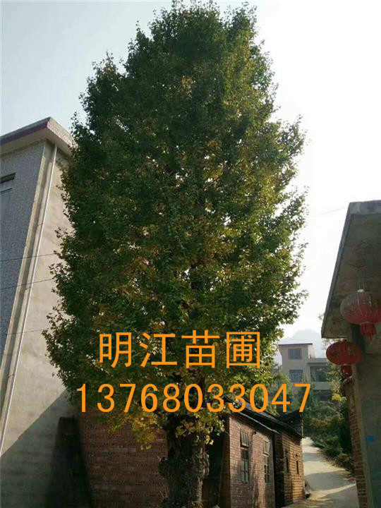 广西银杏树/桂林银杏树种植基地 