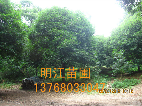 广西桂花树/桂林桂花树北海种植技术 