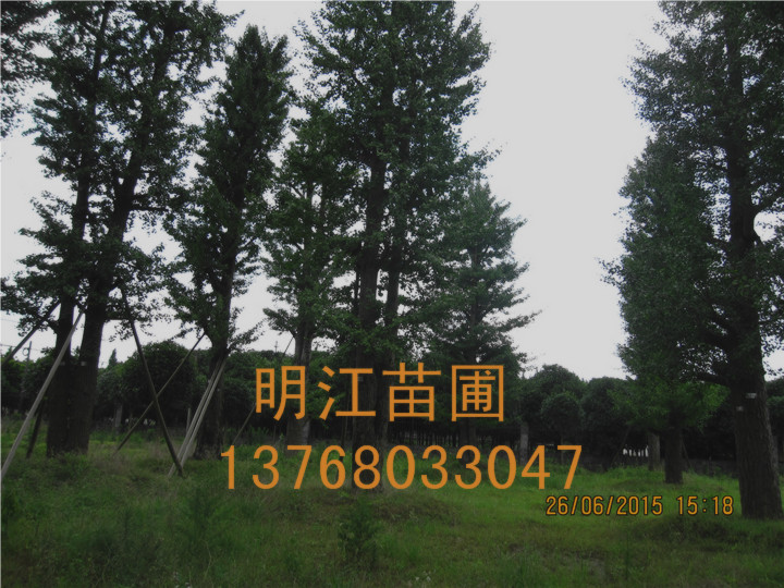 广西银杏树种子贮藏方法 