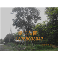 广西香樟苗木 