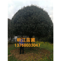 明江苗圃场为您讲解桂花树种植知识 