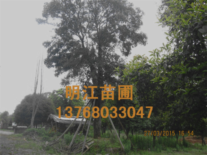 广西香樟苗木 