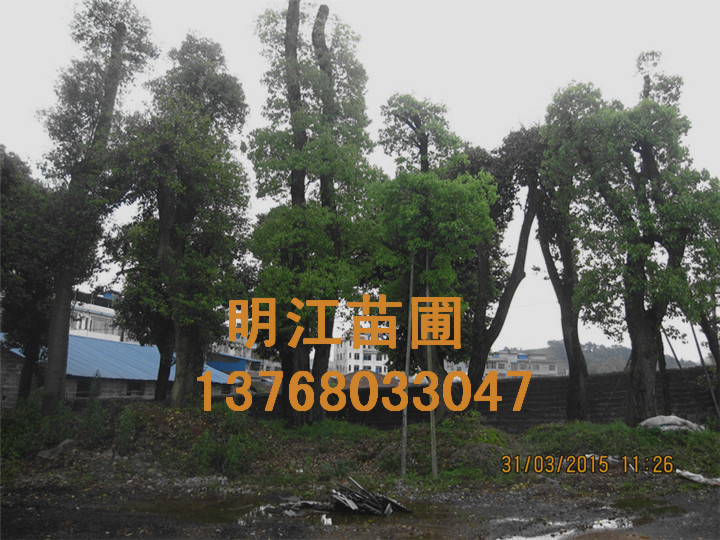 香樟广西种植基地 