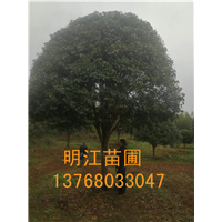 广西桂花树/桂林桂花树 