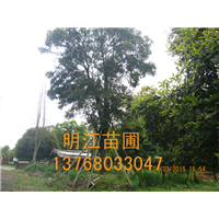 广西桂花树南宁批发点 