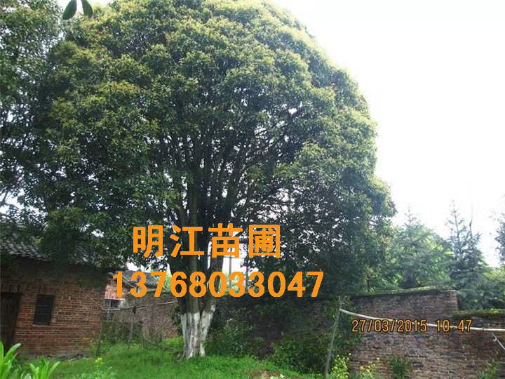 广西桂花树种植一般哪个季节更好 