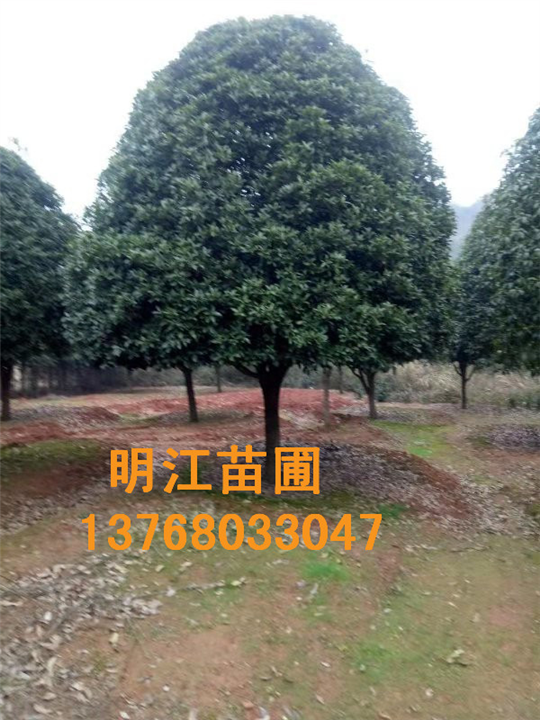 广西桂花树种植基地常年供应优质桂花苗 