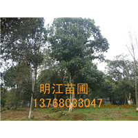 新品广西桂花树/桂林桂花树 