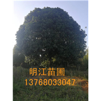 广西桂花苗 